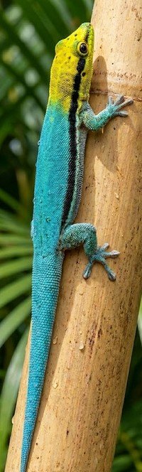Neon Day Gecko